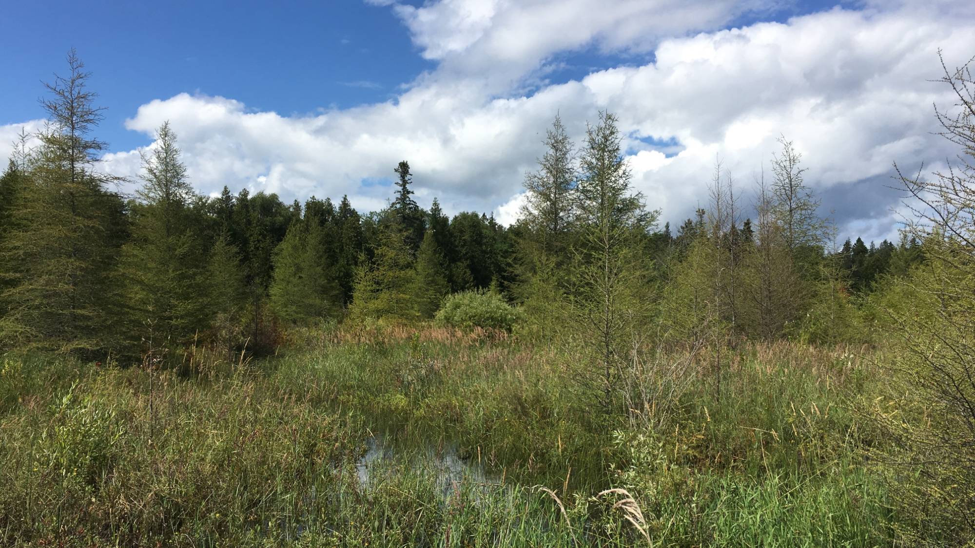 a wetland with many trees and clouds